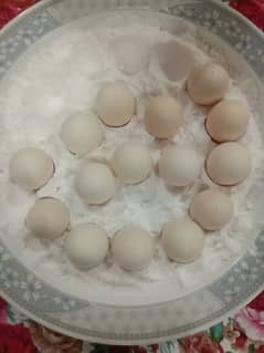 Mushka Fertile grunted eggs for sale