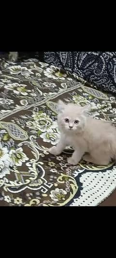 Persian cat off white brownish color 0