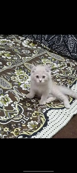 Persian cat off white brownish color 1