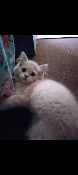 Persian cat off white brownish color 2