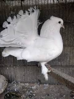 laka pigeon