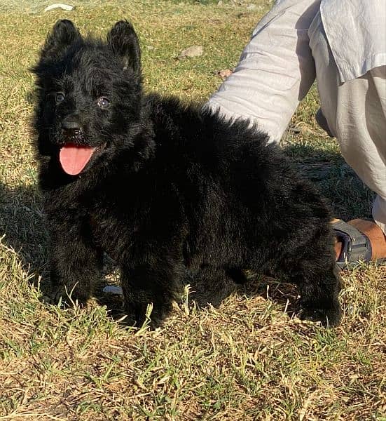 black Shepherd female long coat age 40 days for sale show quality 2