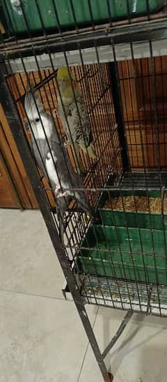 Birds & cage for sale