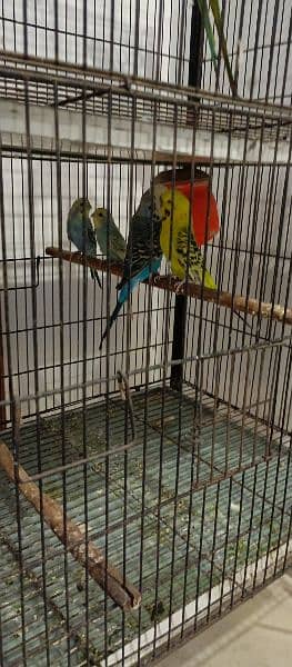 Birds & cage for sale 1