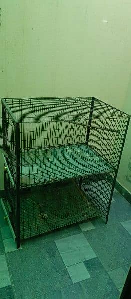 Birds & cage for sale 2