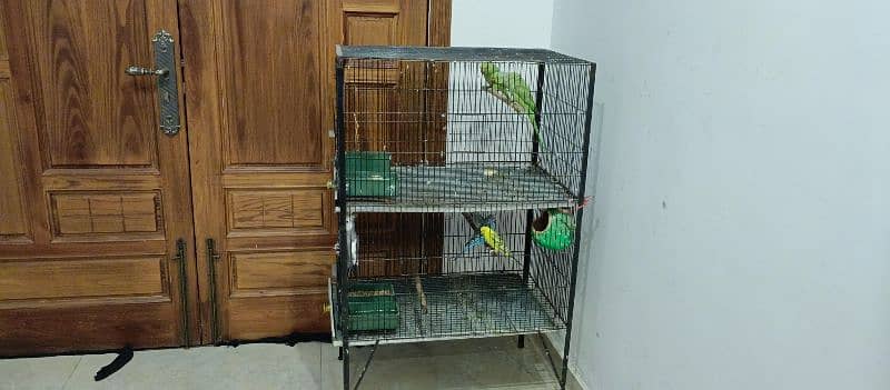 Birds & cage for sale 3