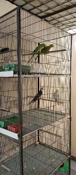 Birds & cage for sale 4