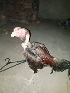 I want to sale my aseel bird