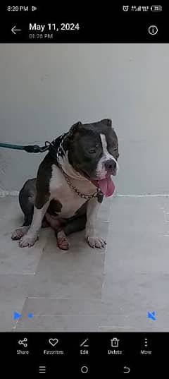 0341 4492030 contact nmbr American bully male for stud