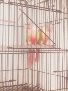 yellow sided or pineapple conure breeder and hand tame urgent for sale 0