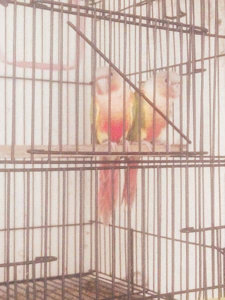 yellow sided or pineapple conure breeder and hand tame urgent for sale 1