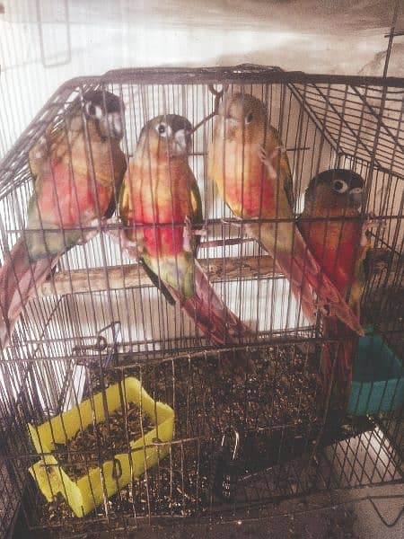 yellow sided or pineapple conure breeder and hand tame urgent for sale 3