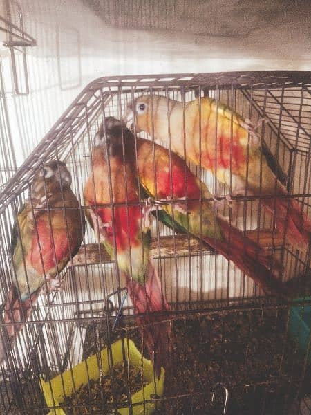 yellow sided and pineapple conure in high red factor 1
