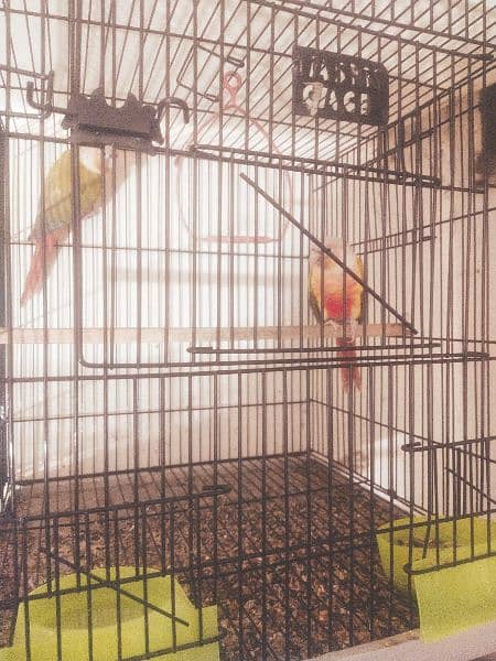 yellow sided and pineapple conure in high red factor 4