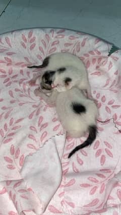 Persian kittens 12 days old