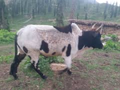 cow for sale best rate contact 03429342770 WhatsApp baqi pic b mile gy