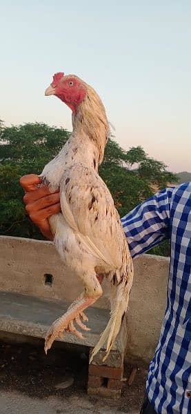 pure aseel murga top quality breed. . all breed available 2