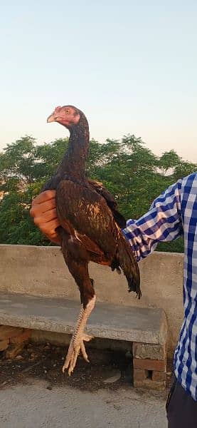 pure aseel murga top quality breed. . all breed available 5
