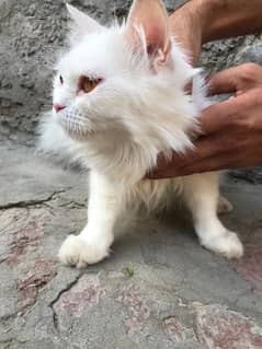 white persian Cat 0/3/1/3/6/8/9/4/0/4/4