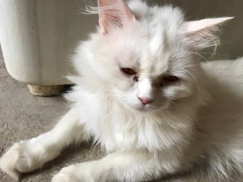 white persian Cat 0/3/1/3/6/8/9/4/0/4/4 3