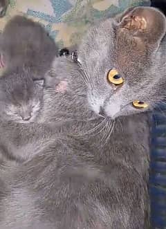 British shorthair kitten 0