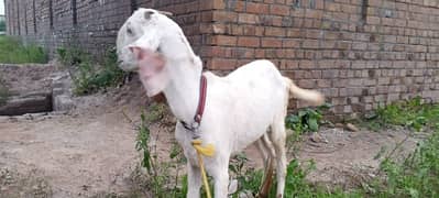 2024 qurbani KY lya rajanpori goat for sale