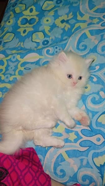 persian kittens/high quality \kittens 1