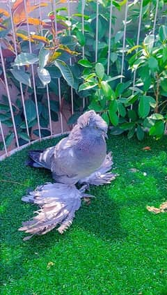 fancy Pigeon available