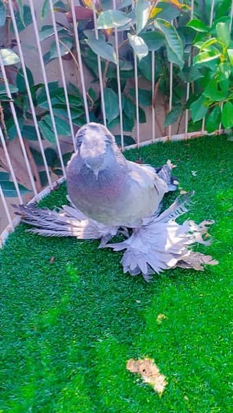 fancy Pigeon available 1
