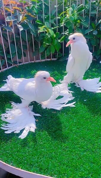 fancy Pigeon available 3