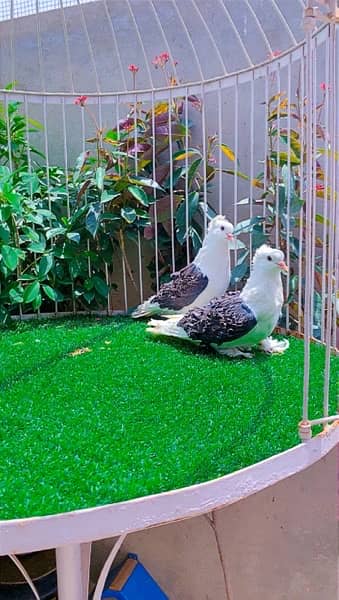 fancy Pigeon available 5