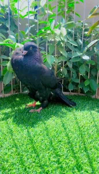 fancy Pigeon available 6