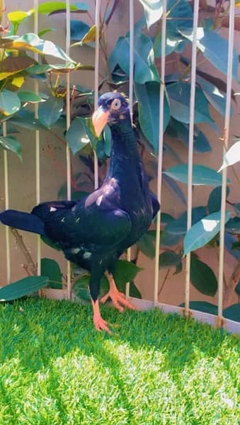 fancy Pigeon available 9