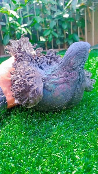 fancy Pigeon available 10