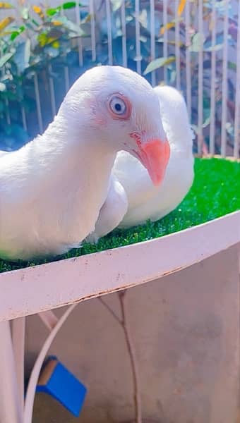 fancy Pigeon available 11