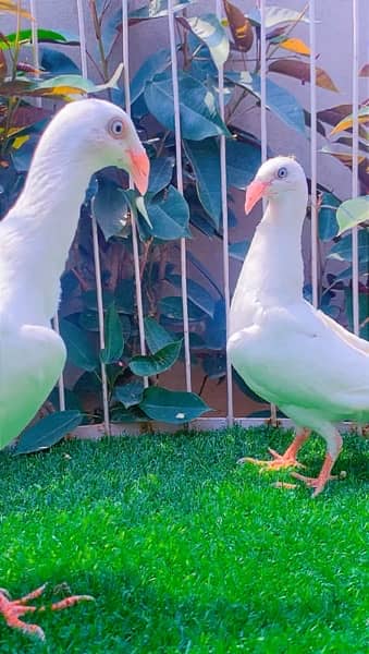 fancy Pigeon available 12