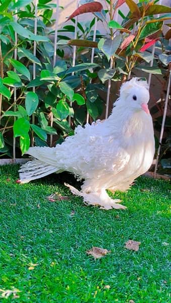 fancy Pigeon available 13