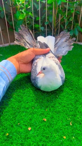 fancy Pigeon available 14