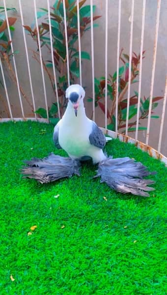 fancy Pigeon available 17