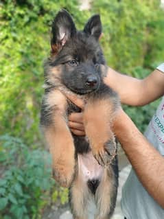 Gsd long coat pupies For sale