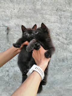 Black pershion kittens pair male and female kitten