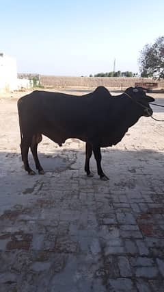 male cow heavy weight