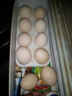 Sindhi Hen Fresh Eggs 0