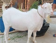 Goat | teddy bakra | desi Bakra | bakra | goat for sale | qurbani goat