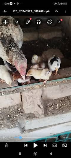 Pure Mianwali aseel Chicks for sale
