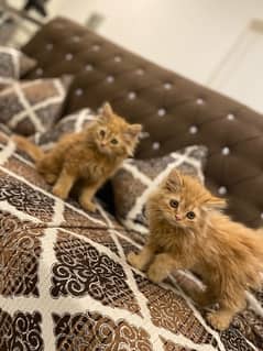 Persian Long Coat Twins males For Sale