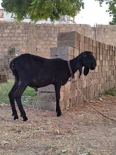 black dumba available for sale 0