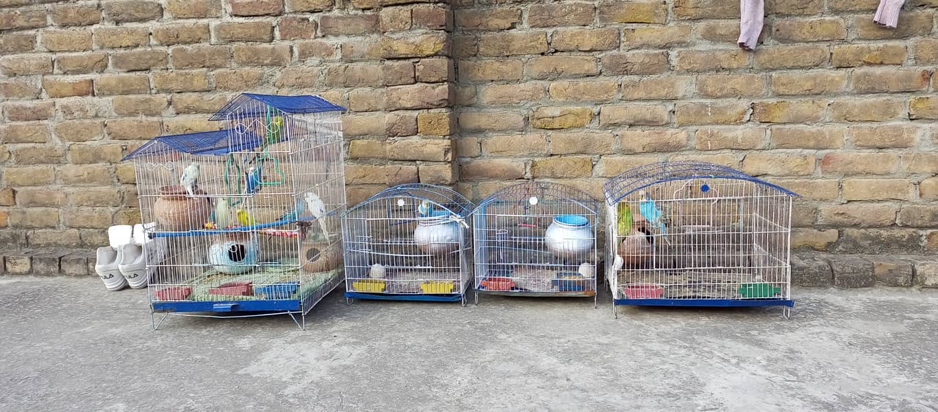 Birds Cages for sale 5