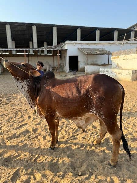 "QURBANI JANWER GOLD STAR CATTLE FARM" 2