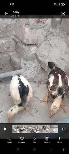 pure mianwali chicks available for sale